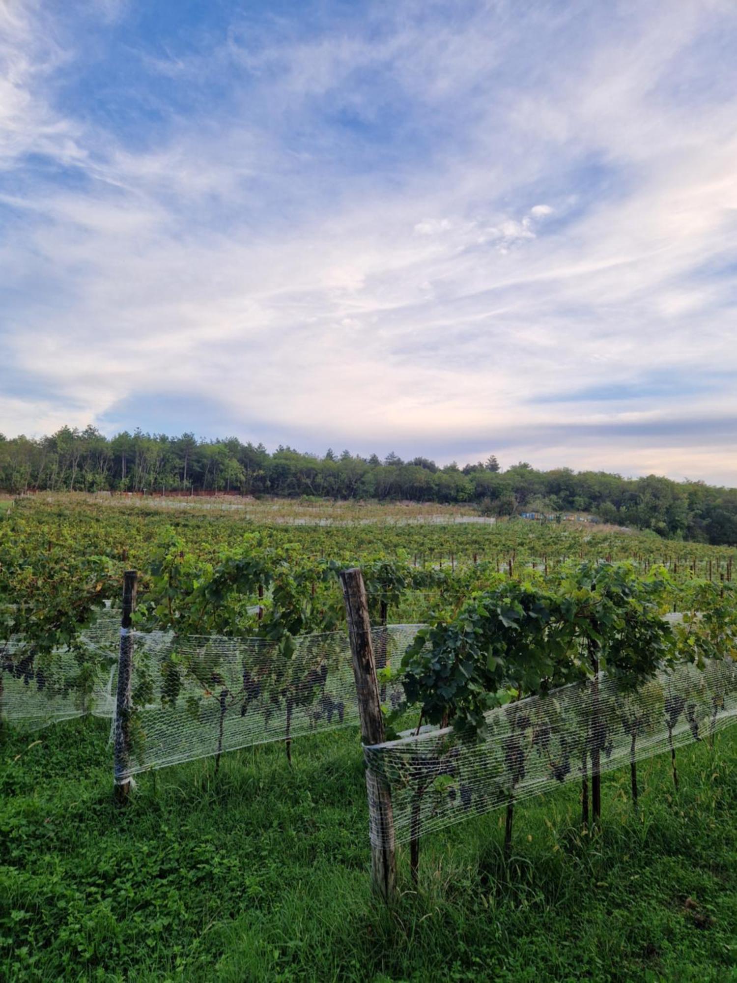 Bajta Fattoria Carsica Baita Exterior foto